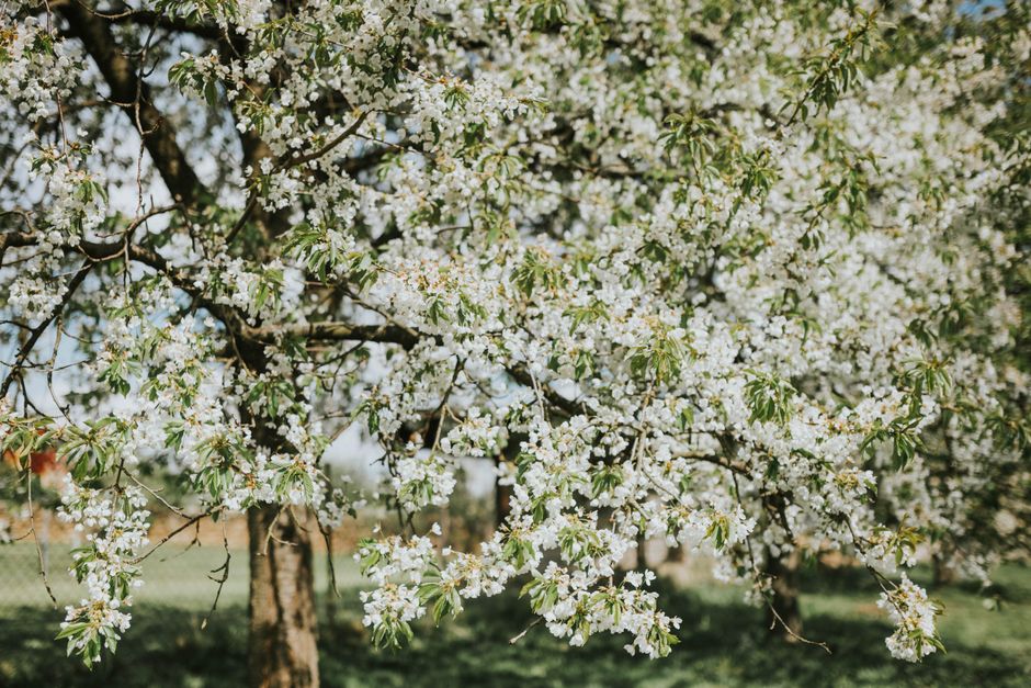 Vilken luftrenare för ditt behov? Allergi, pollen, husdjur och rök